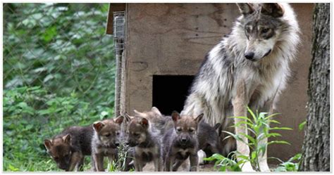 Mexican Wolf Recovery Program Sees Success In Cross Fostering Knau