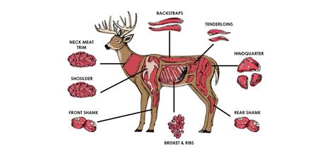 Deer Meat Benefits Dannerholz Whitetails