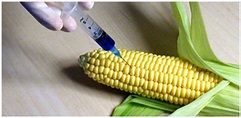 Biotechnology In Agriculture and Genetically Modified Crops