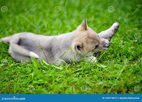 Portrait Of Cute Siberian Laika Lying Down On The Grass Stock Image