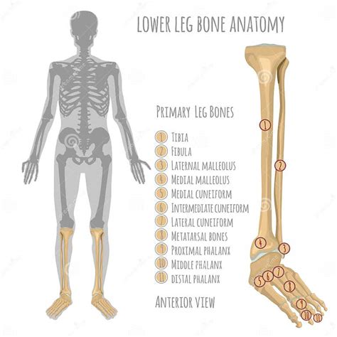 Lower Leg Bone Anatomy Stock Vector Illustration Of Bony 106592980