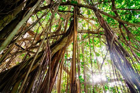 Les Arbres De Maurice Ile Maurice