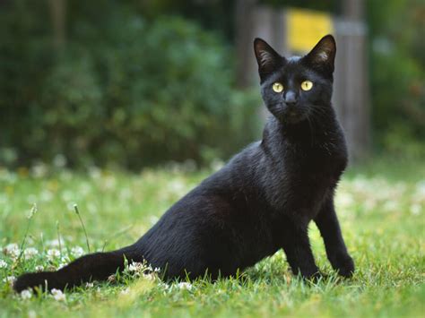 5 Black Cat Breeds Which Black Cat Is Your Purrfect Match Uk Pets