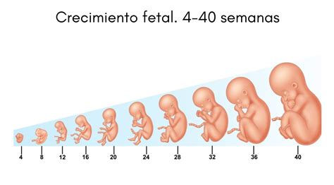 Linea Del Tiempo Desarrollo Embrionario Y Fetal Reverasite