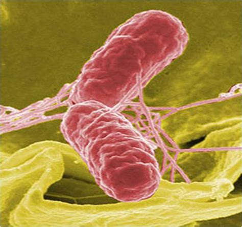 Bakteria Salmonelli Jest Pasożytem Zewnętrznym - W jakiej temperaturze umiera salmonella? Salmonella w żywności