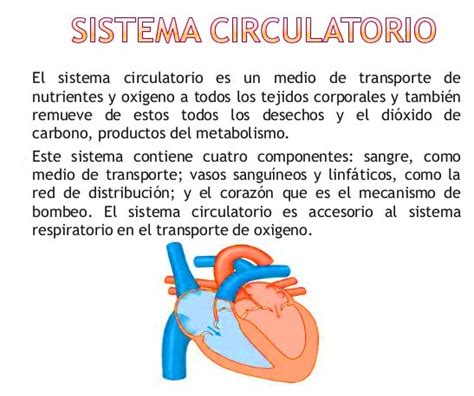 Sistema Circulatorio Anatomía Funciones Partes Imágenes