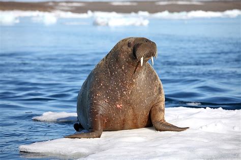 Walrus Facts Animals Of The Ocean Worldatlas