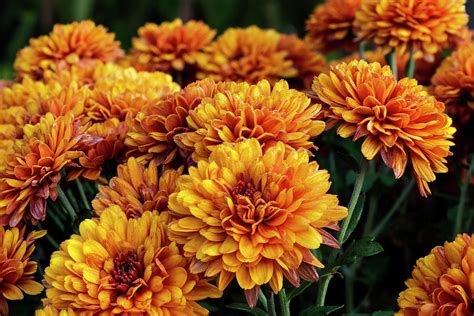Autumn Mums Photograph By Denise Harty Fine Art America