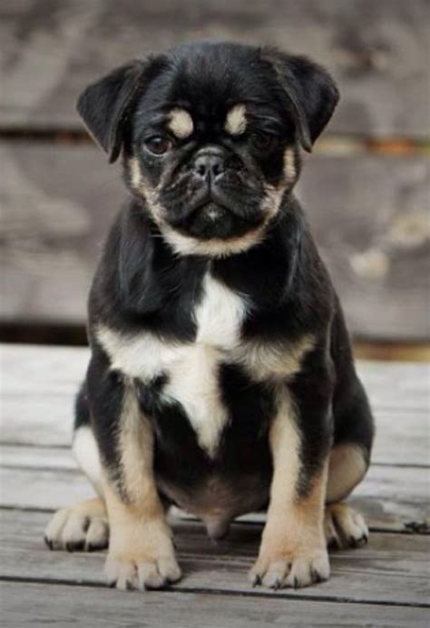 Black And Tan Pug Cute Pug Puppies Baby Pugs Pug Puppies