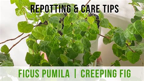 Ficus Pumila Creeping Fig Repotting And Indoor Care Tips YouTube