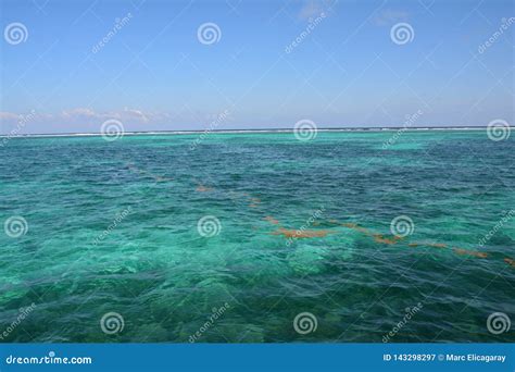 Coral Reef On Caye Caulker Island Belize Stock Image Image Of
