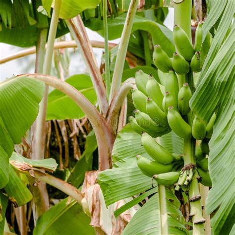 Green Organic Banana Bunch On The Tree Tropical Climate Fruit Square