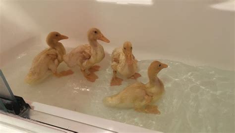 Bathtubs vary greatly in size and function. 13-Year-Old Rescues Abandoned Ducks And Lets Them Splash ...