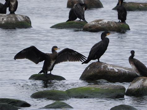 Cormorantcoveybirdswater Birdsea Free Image From