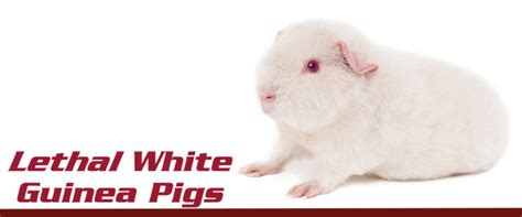 Lethal White Guinea Pigs Need Love Too Small Pet Select