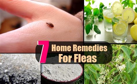 7 Fleas Home Remedies Natural Treatments And Cures Search Home Remedy