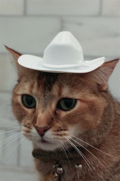 Cat Cowboy Hat Hats For Cats Find And Download Free Graphic Resources