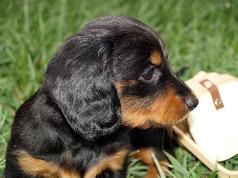 6 week old - Bonnie - Long haired Black/Tan dachshund | My ...