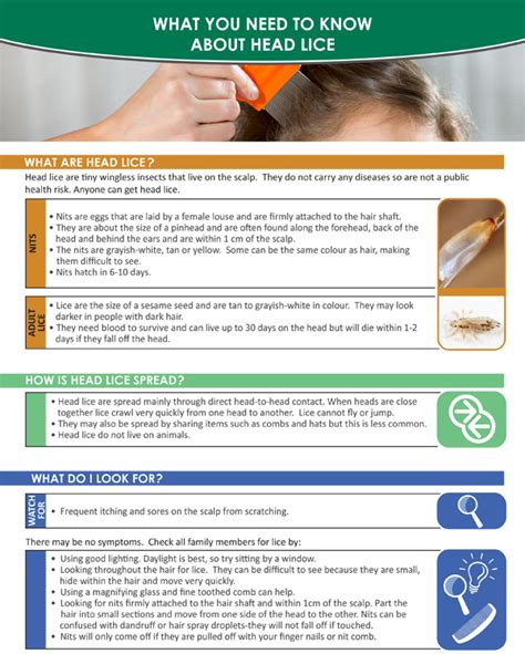 Head Lice — Middlesex London Health Unit
