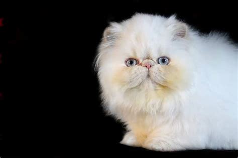 Wuvpaws cattery is located about fifty miles east of los angeles and about fifteen miles from ontario california airport. CREAM POINT HIMALAYAN PERSIAN KITTENS - Kingsley Kittens ...