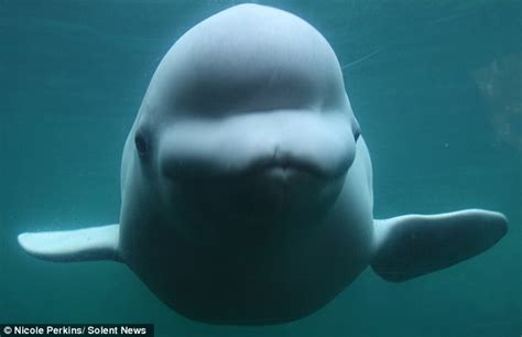 Dailypetfwd Getting To Nose You Albino Beluga Whale That Wanted To