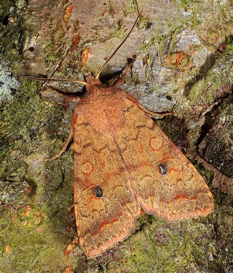 Noctuidae Owlet Moths Moths