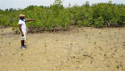 Newly Seeded Mangroves Planted By Residents Of Gbongboma Sierra Leone