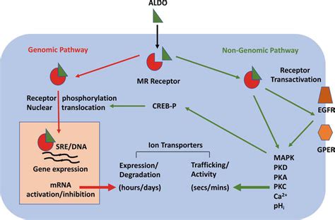 Aldosterone Regulation Of Protein Kinase Signaling Pathways And Renal