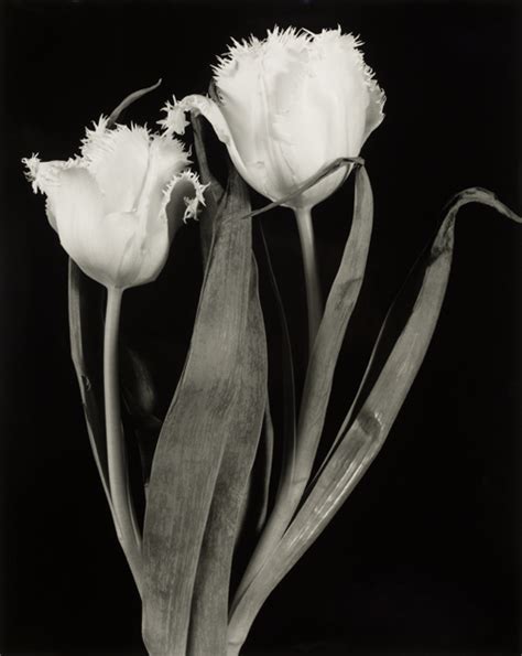 Fine Art Black And White Flower Photography Best Flower Site