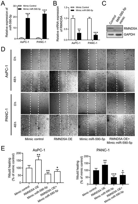 mir‑590‑5p targets rmnd5a and promotes migration in pancreatic adenocarcinoma cell lines