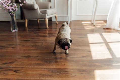 Why Is My Dog Scratching The Floor At Night Reasons And Solutions