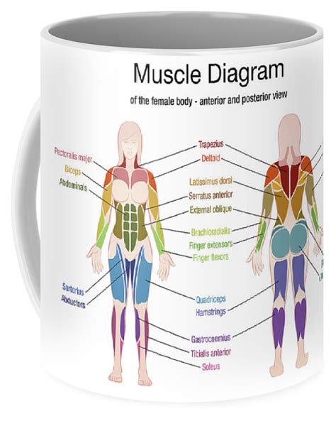Female Human Muscles Diagram 11 4 Identify The Skeletal Muscles And
