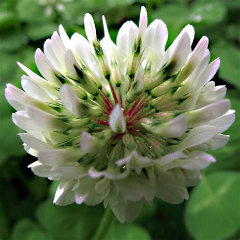 White Clover Vialii Gardens