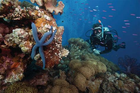 Reef Talk With Marine Biologist Gareth Phillips Tropical North Qld