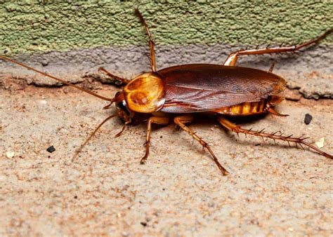 How To Get Rid Of Palmetto Bugs Types Ways To Kill Large Roaches