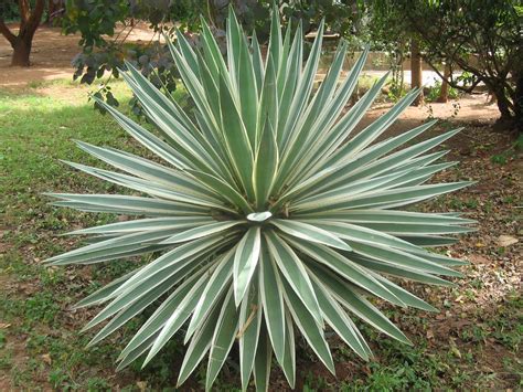 However, it does mean that you will have to keep an even closer eye what kind of soil do cacti like? Agave | Eigentlich sind diese Pflanzen v. a. auf den ...