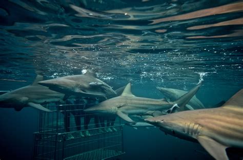 Shark Cage Diving Durban Cage Diving With Sharks On Durbans Aliwal Shoal