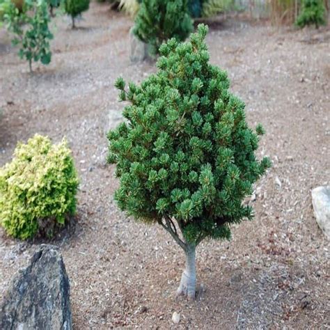 Various Species Of Evergreen Dwarf Trees For Landscaping Ideas For