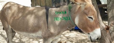 Rescuing Botswanas Stray Donkeys Spana