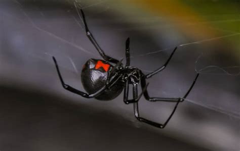 The black widow spider is considered the most venomous spider in north america. Learn More About The Black Widow Spiders In Roseville