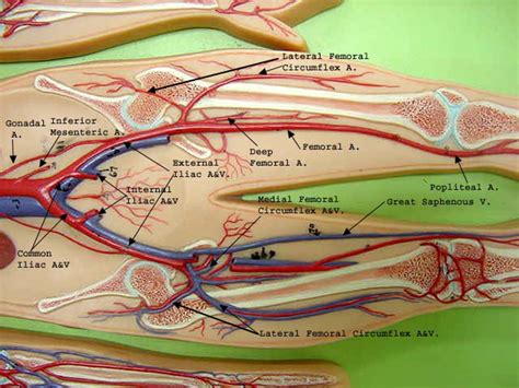 Arteries carry blood away from the heart in two distinct arteries can also be divided into elastic and muscular arteries based off of the material of their below are some of the major arteries that are found in the body and the organs and tissues that they. FLAT WIRE MODEL