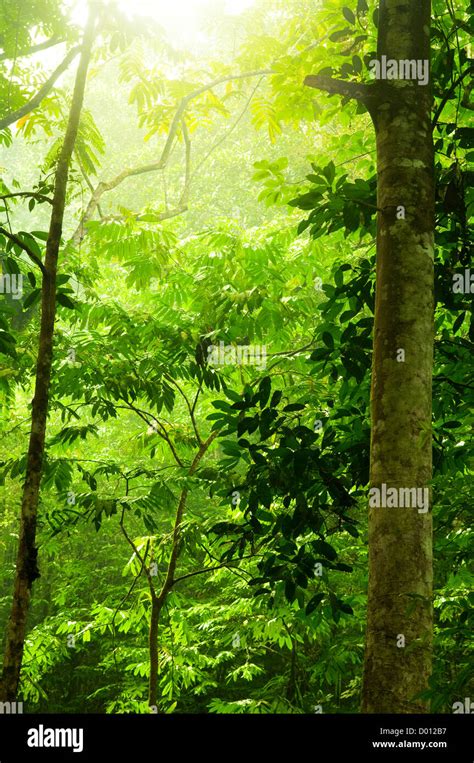 Tropical Green Forest With Ray Of Light Stock Photo Alamy