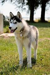 The alaskan husky began attracting attention with the alaskan gold rush in the late 1800's. Precision K9 Work | alaskan husky