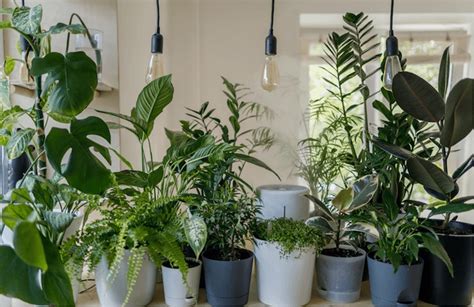 Nasa Study Reveals Best Air Cleaning Plants For Your Home