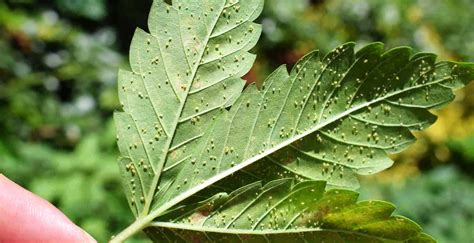 How To Get Rid Of And Prevent Aphids Trifecta Natural