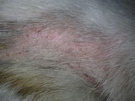 Common Dog Skin Rashes