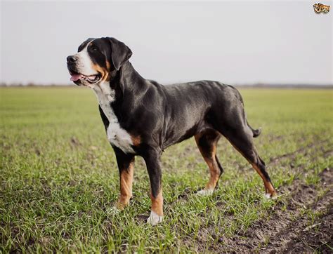 Greater Swiss Mountain Dog Dog Breed Information Facts