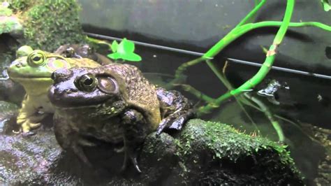 Vancouver Youtube Gathering Day 2 Aquarium The Frogs Youtube
