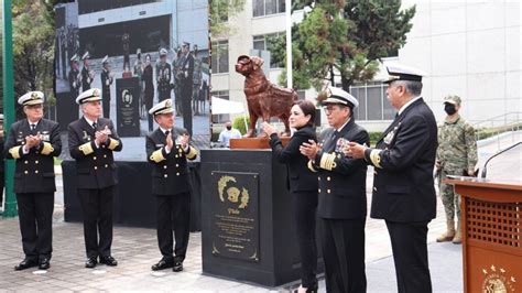 ¿de Qué Murió Frida La Perrita Rescatista De La Marina Unión Guanajuato