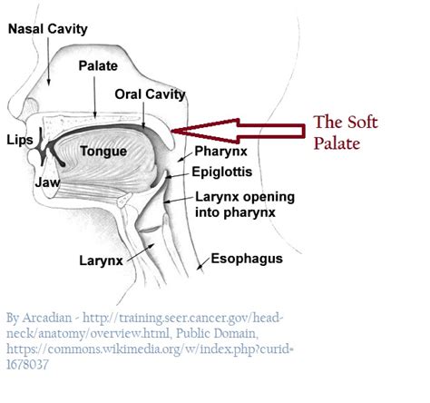 5 Things To Know About The Soft Palate For Singing Liz Johnson Voice